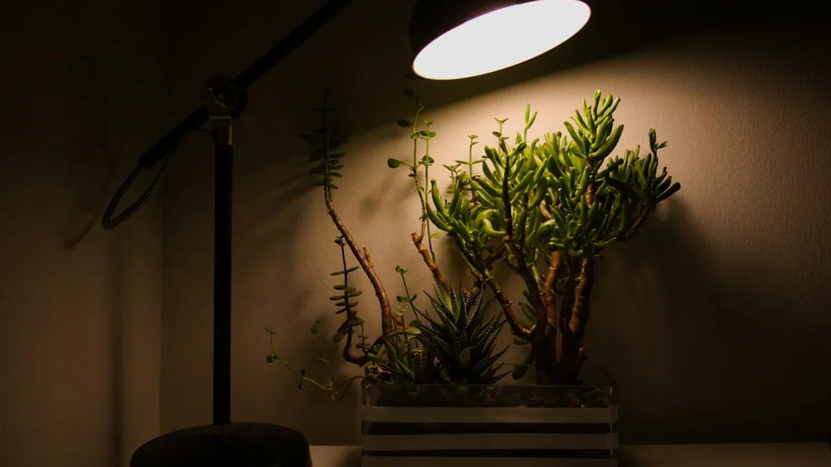 Ce que veut dire « sans lumière » pour une plante